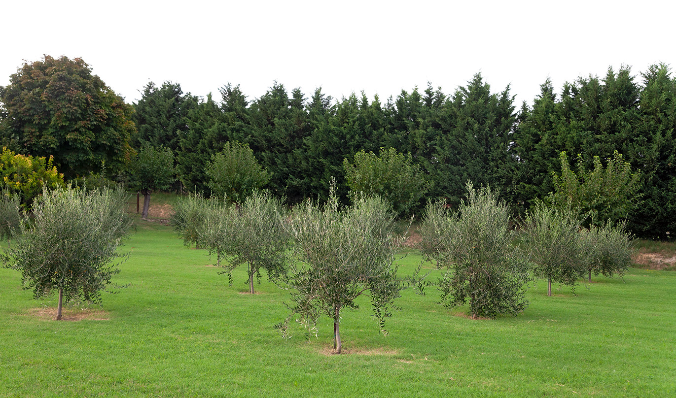La funzione ornamentale dell'olivo è una componente da tenere in considerazione